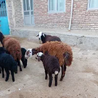 فروش چهار تا شیشک دودندان