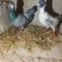 دوجفت کبوتر