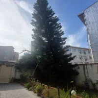 کاج مطبق|گل و گیاه طبیعی|قائم‌شهر, |دیوار