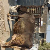 فروش گاوه شیری سمینتال درجه یک|حیوانات مزرعه|کامفیروز, |دیوار