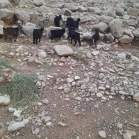 بزغاله نر تمیز کوهی