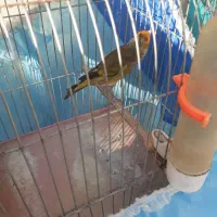 سهره قناری سبزچمنی