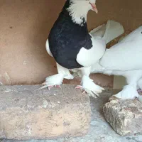 نر و ماده طوق سیاه عروسک|پرنده|شیراز, دشت چنار|دیوار