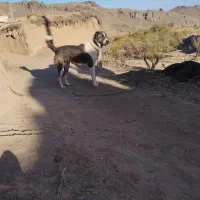 سگ گله|سگ|قائن, |دیوار