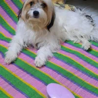 دوقلاده سگ نژاد شیتزو وپیکنیز|سگ|پاکدشت, پاکدشت (مامازند)|دیوار