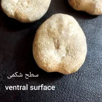 فسیل ستاره دریایی بسیار دیدنی و جالب|کلکسیون اشیاء عتیقه|مشهد, سجادیه|دیوار