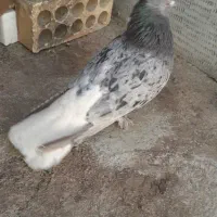 کبوترسرور