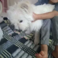 سگ دستی پشمالو سفید فهمید و بازی گوش|سگ|ایذه, |دیوار