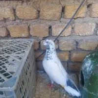 کبوتر سرحال و تمیز