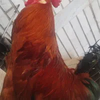 خروس عربی محلی