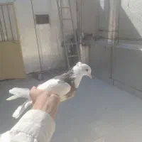 گمشده