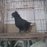 حراج (طوقی،ساده،دمسفید)|پرنده|مشهد, کارمندان دوم|دیوار