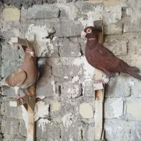 کبوتر سرخ پلاکی.|پرنده|شیراز, نصر|دیوار
