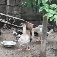 فروش اردک غاز