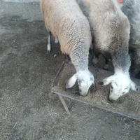 ۴عدد گوسفند|حیوانات مزرعه|گمیشان, |دیوار