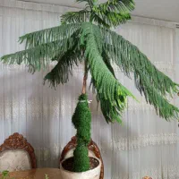 درخت کاج مطبق