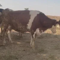 گاو سمینتال شکم دوم