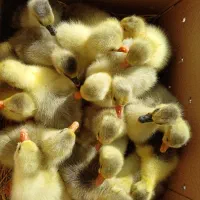 جوجه غاز دورگ  قوغاز محلی تخم مرغ آمریکایی