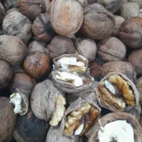 گردو زردالو سنجد