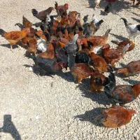 خروس و مرغ جوان گلپایگانی و جوجه ۷۵ روزه