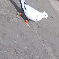 کفتز|پرنده|فیروزه, |دیوار