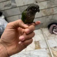 یک عدد گرینچیک فوق دستی