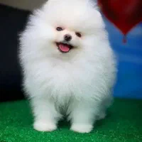 فرروش بدون واسطه توله پوی مینیاتوری و پامرانیین