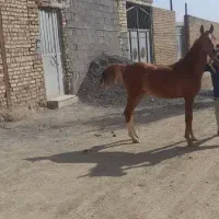 دو راس کره نریون