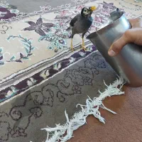 پرنده مینا|پرنده|اهواز, شریعتی جنوبی|دیوار
