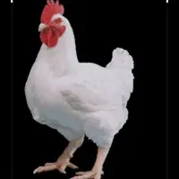 کارگر مرغداری