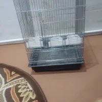 قفس تمیز در حد نو
