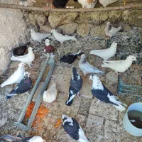 طوطی طاووس جوجوتخم برهماکوشین خروس کفتردستگاقفس|پرنده|رودهن, |دیوار