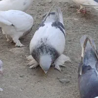 اگهی بخون|پرنده|کهنوج, |دیوار