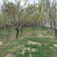 باغ ۴۵۰ متری ۱۵ متر بر خیابان اصلی سند تک برگ|فروش زمین و ملک کلنگی|هشتگرد, هشتگرد قدیم|دیوار