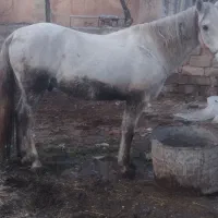 اسب آخته جوان