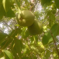 فروش گردو تر
