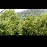 اقامتگاه سوییت آقاجون در روستای سرسبز وجنگلی|اجارهٔ کوتاه‌مدت آپارتمان و سوئیت|قرق, |دیوار