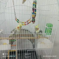 جفت عروس هلندی