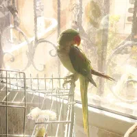 شاه طوطی سالم به شرط دامپزشکی