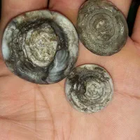 مهره سلطانی وعطف|جواهرات|اهواز, منبع اب|دیوار