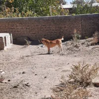 فروش سگماده عراقی آماده جفت گیری|سگ|قیدار, |دیوار