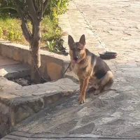 ژرمن شپرد نر