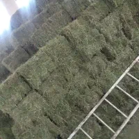 فروش یونجه خشک|حیوانات مزرعه|گتوند, |دیوار