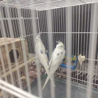 فروش جفت عروس هلندی آلبینو مولد تازه کارسفید دوکت