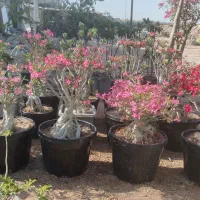 رز صحرا.    گل ادنیوم.     نشا