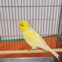 تعدادی قناری نر قرص بخون مست در رنگ های مختلف|پرنده|تهران, مسعودیه|دیوار