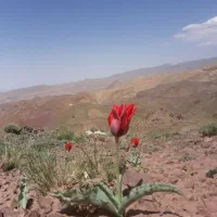 فروش باغ دور دیوار