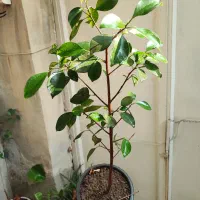 فیکوس لیتارا برگ پهن|گل و گیاه طبیعی|ارومیه, |دیوار