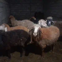 ۳عدد گوسفند ۱ عدد بز و بزغاله