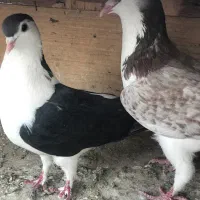 کبوتر کفتر شهرستانی وتهرانی عالی